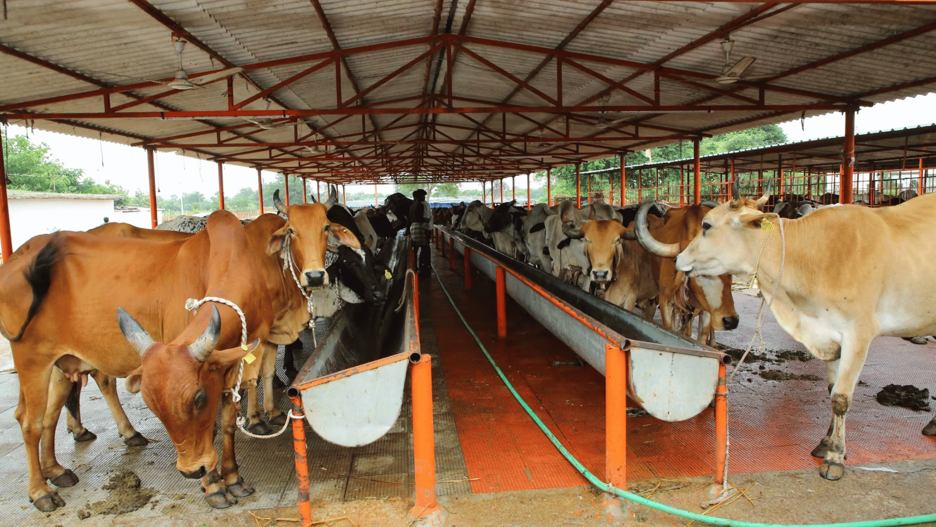 Gaushala Development